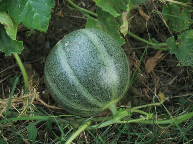 melon1.jpg