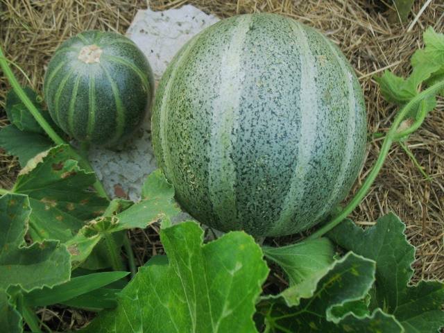 melon2.jpg