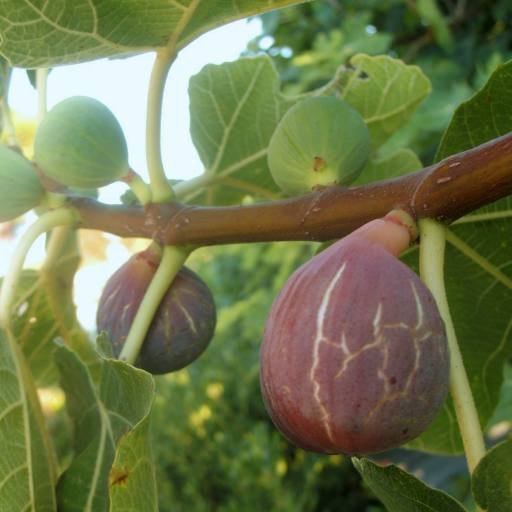 figues7.jpg