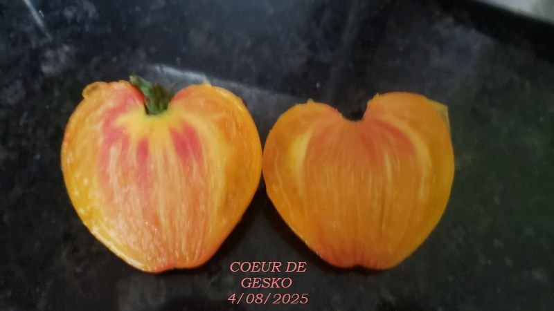 2 COEUR DE GESKO en coupe.jpg