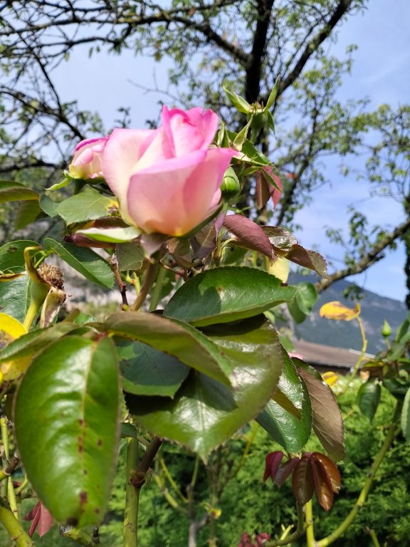 IMG20250806095541.jpg