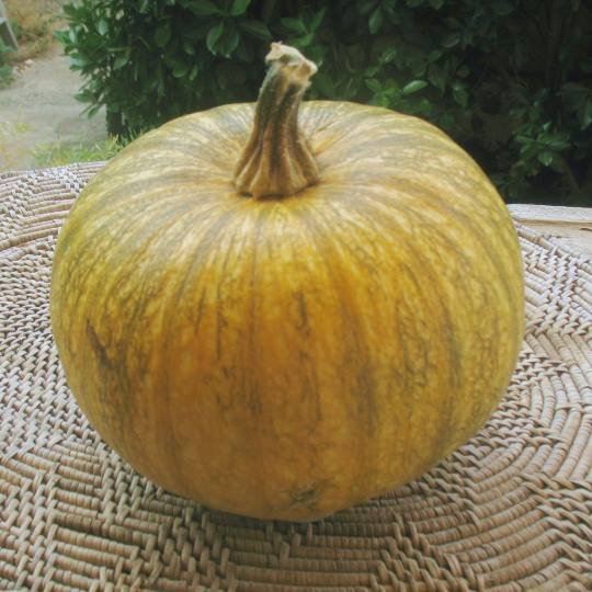 cucurb-WNS-fruit.jpg