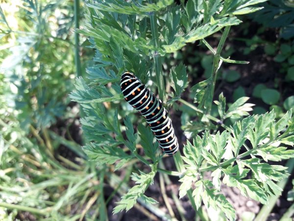 051018 chenille de machaon sur carottes.jpg