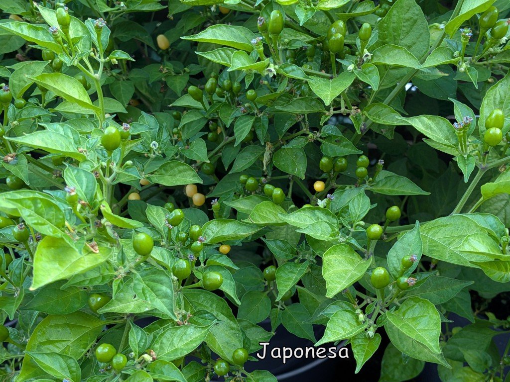Japonesa 2_20250811 (Moyen).jpg