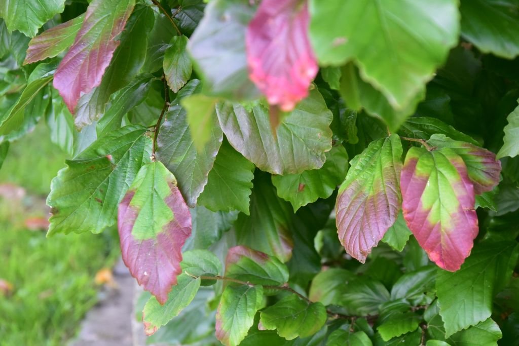 DSC_9512.JPG