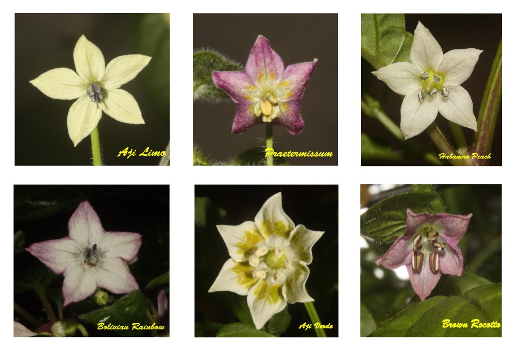 Fleurs Capsicum.jpg