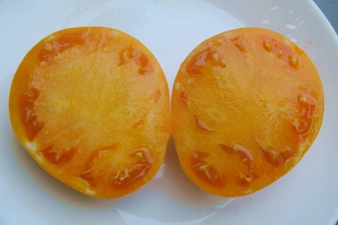 tom-orange.jpg