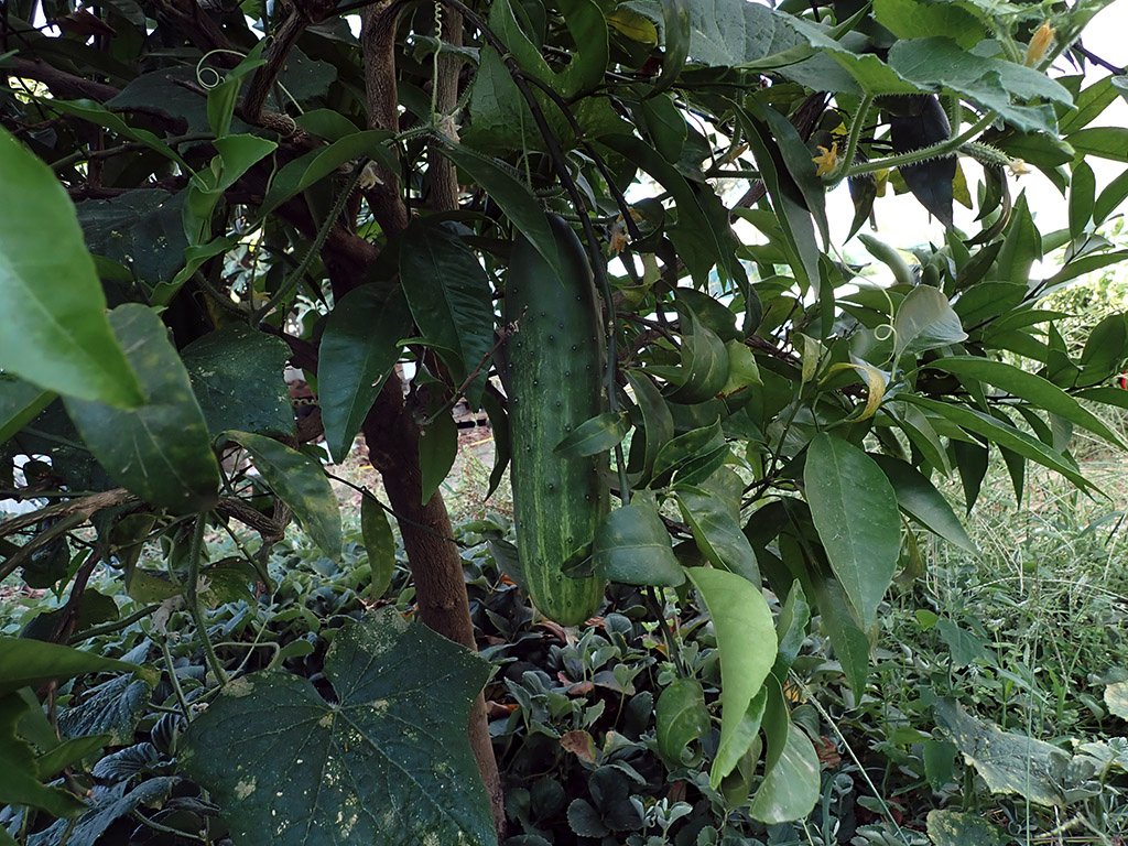 P8150095.JPG