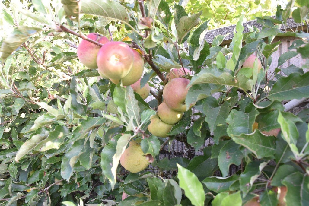 DSC_9687.JPG
