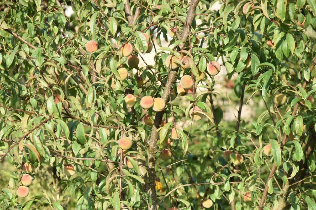 DSC_9719.JPG