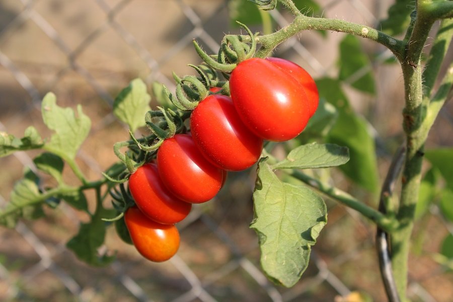 250816_datterino-des-tomos-dehors_IMG4411red.jpg