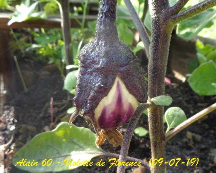 Violette de Florence.JPG