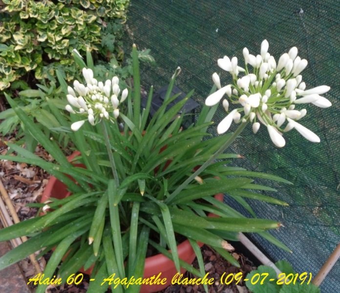 Agapanthe.JPG