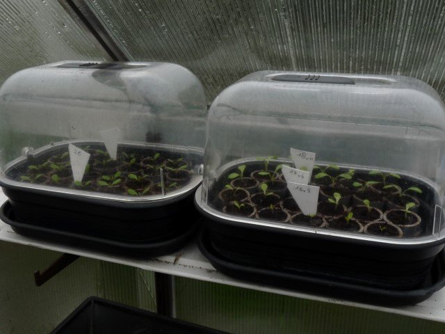 futures salades.JPG
