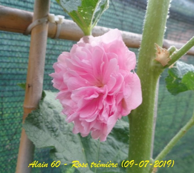 Rose trémière.JPG
