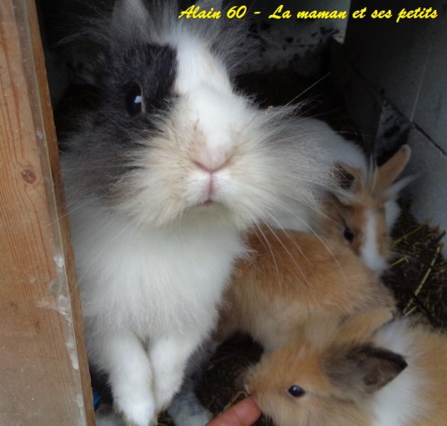 Lapin 2.JPG
