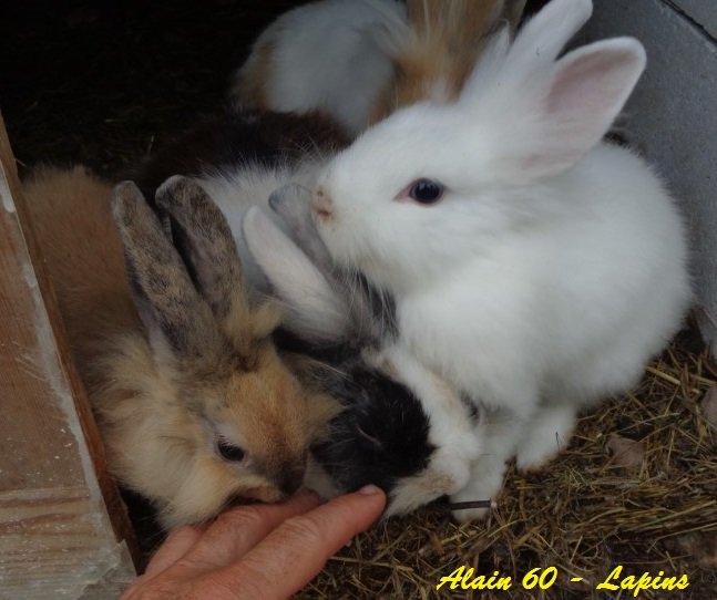 Lapin 4.JPG