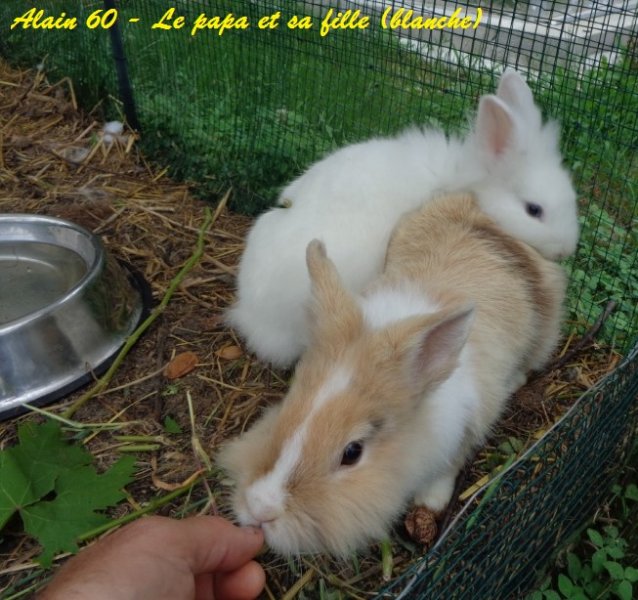Lapin.JPG