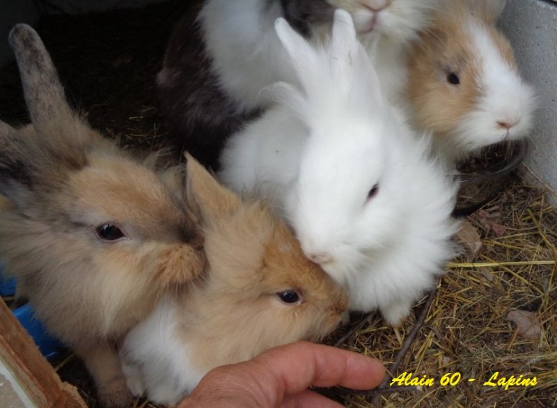 Lapin3.JPG