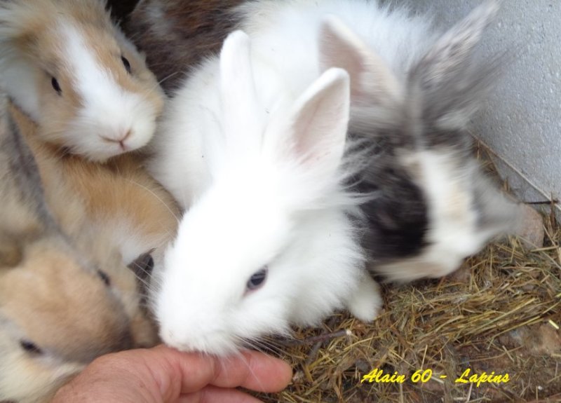 Lapin5.JPG