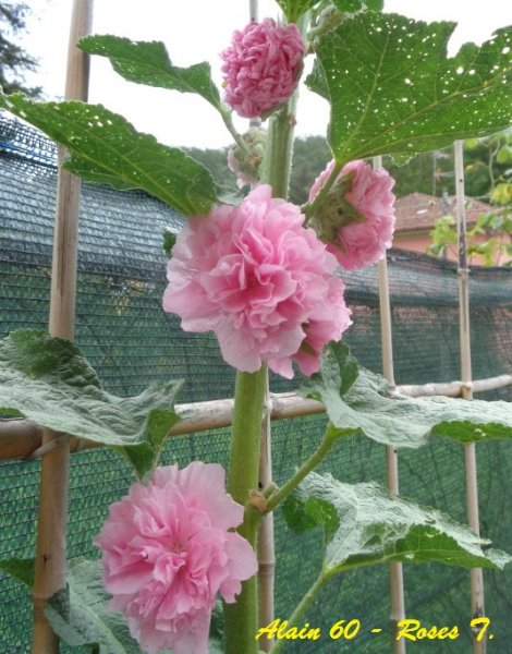 Roses T.JPG