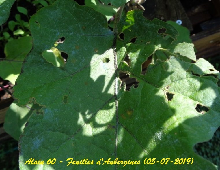 Feuille D'Aubergine.JPG