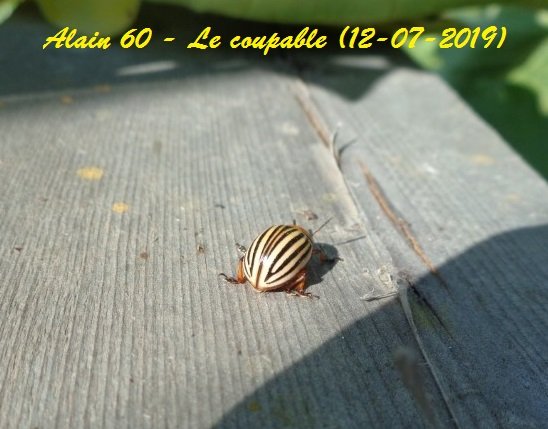 Le coupable.JPG