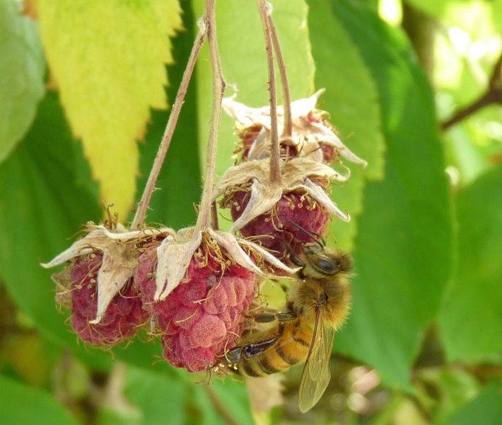 abeille framboise - 1.jpg