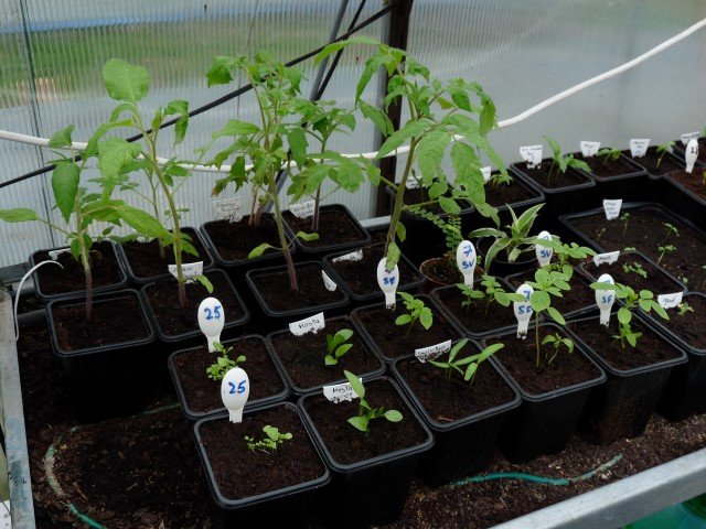 tomates et poivrons.JPG