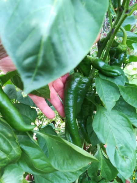 piment pantos (poivron)