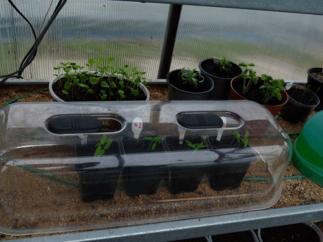 tomates cerises etc.JPG