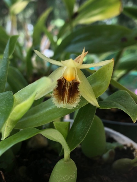 Coelogyne fimbriata
