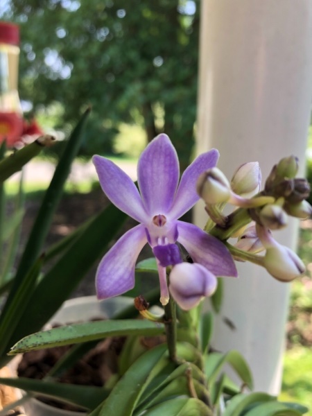 Neostylis Lou Sneary 'Bluebird'