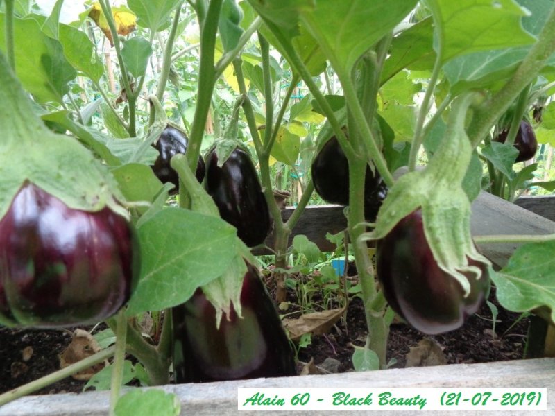 Aubergines 3.JPG