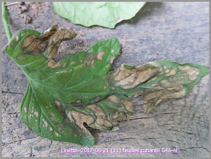 2017-08-21 (11) feuilles cubanbl g46-nsm.jpg