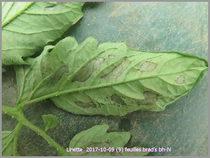 2017-10-09 (9) feuilles brad's bh-nsm.jpg