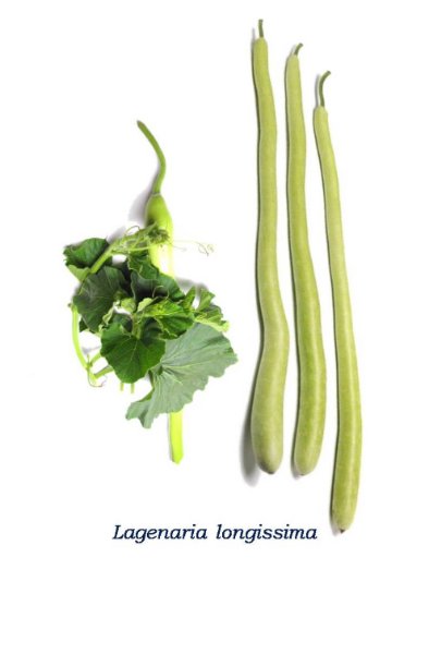 Lagenaria-longissima.jpg