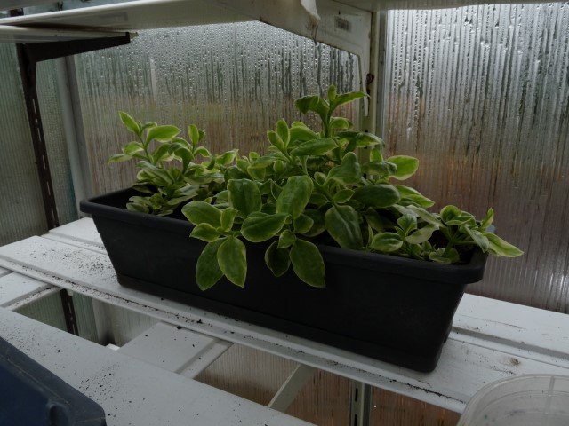 Aptenia cordifolia.JPG