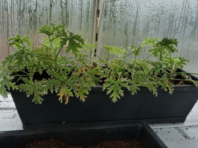geraniums odorants.JPG