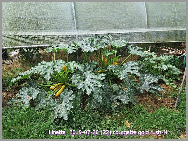 2019-07-26 (22) courgette gold rush-nsm.jpg