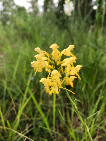 Platanthera cristata.