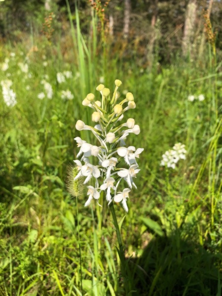 Platanthera blephariglottis