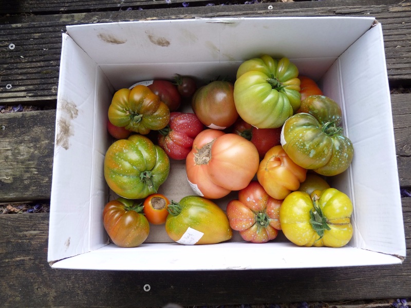 tomate - 1 (1).jpg