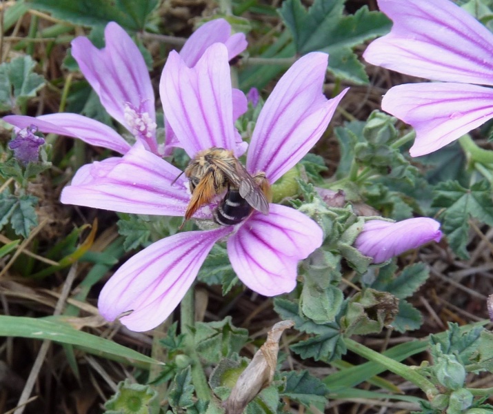 abeille dans mauve - 1 (1).jpg