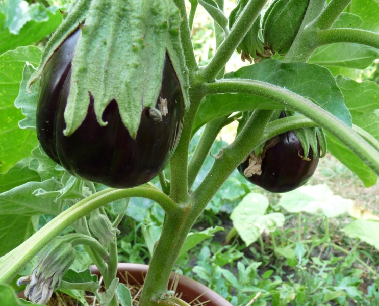 aubergines - 1 (2).jpg