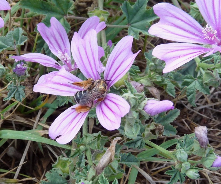 abeille dans mauve - 1.jpg