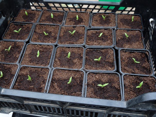 aubergines.JPG
