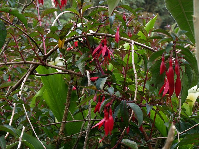 fuschia.jpg