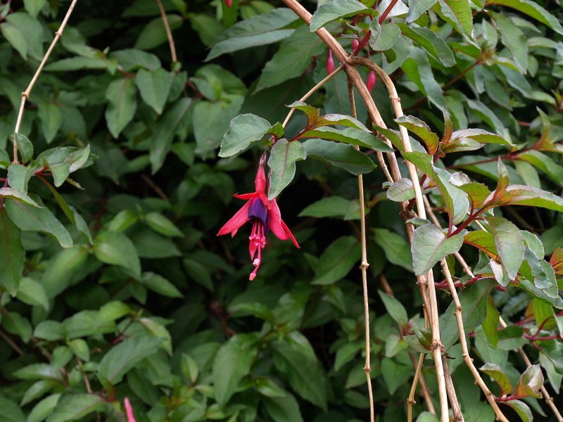 fuschia sauvage.jpg