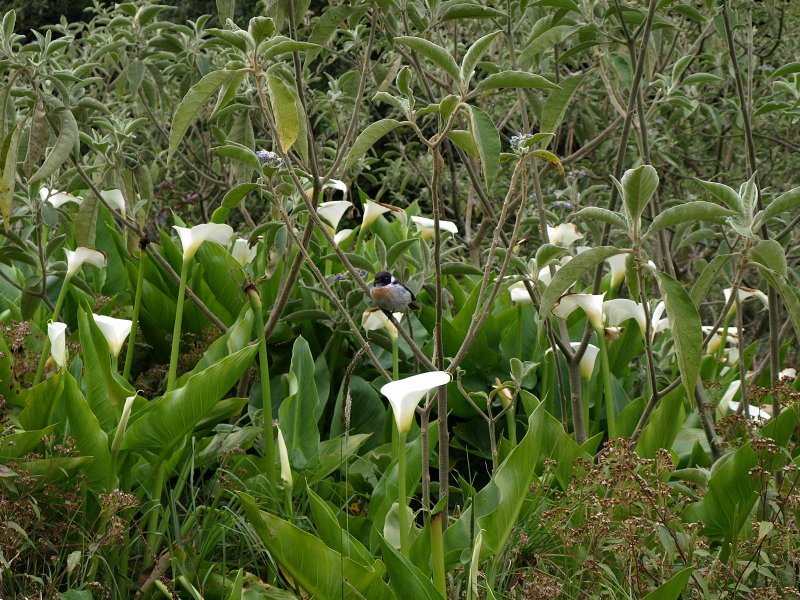 arums.jpg